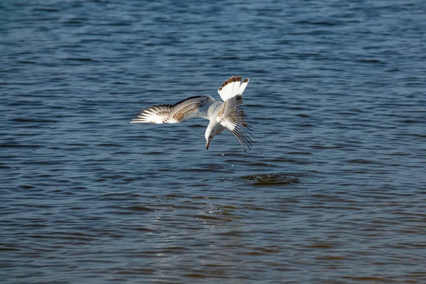 Meeuw Valt Met Uitgestrekte Vleugels Het Water Vogeljacht Vis — Stockfoto