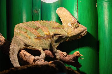 Örtülü bukalemun (Chamaeleo calyptratus) bir dalda bulunur. Sürüngenler için bir teraryumda elektrik ışığı