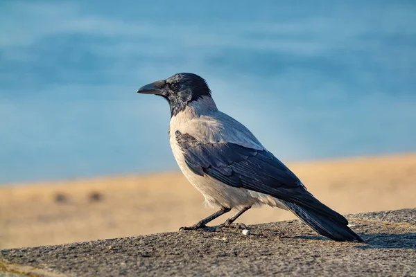 Hooded Crow Close Sunny Day Corvus Widely Distributed Genus Medium — Stock Photo, Image