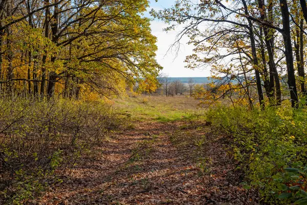 Meninggalkan Hutan Pada Hari Musim Gugur Yang Cerah Alam Ukraina — Stok Foto