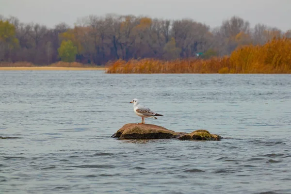 Ptak Mewy Larus Stoi Kamieniu Wystającym Wody Nad Dnieprem Jesienny — Zdjęcie stockowe