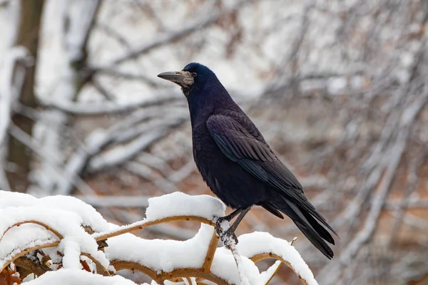 Black Crow Close Bird Sits Branch Snow — Stock Photo, Image