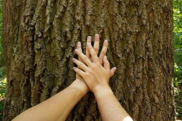 Чоловічі Жіночі Руки Торкаються Стовбура Великого Старого Дерева Відкритому Повітрі Стокове Зображення