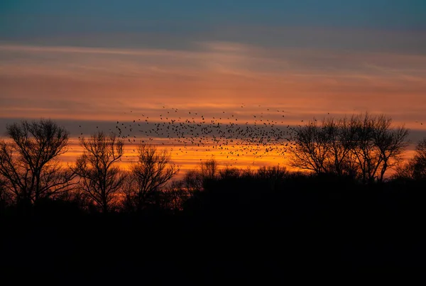 Stor Flock Fåglar Flyger Mot Bakgrunden Solnedgången Över Skogen Träd — Stockfoto