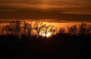 Sonbaharda ufuktaki ağaçların arkasında gün batımı. Fotoğraf bir telefon lensiyle çekilmiş.