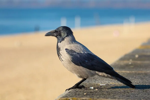 Hooded Crow Close Sunny Day — Stock Photo, Image