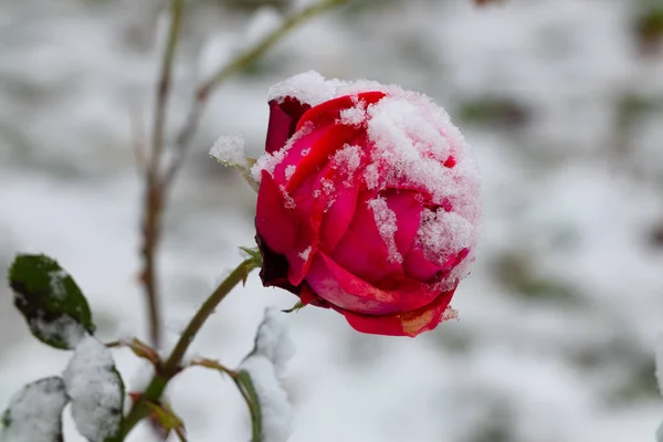Czerwona Róża Pokryta Śniegiem Pąk Kwiatowy Zbliżenie Początku Zimy — Zdjęcie stockowe