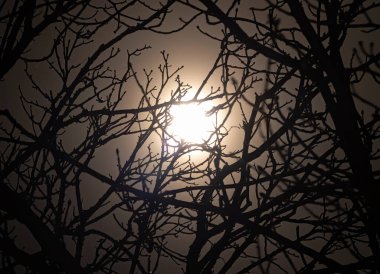 Sisli bir gecede ağaç dallarının arkasında dolunay ışığı. Yapraksız dallar