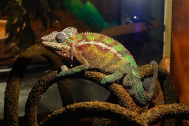 Yemen bukalemunu teraryumdaki bir dala oturur. Örtülü bukalemun (Chamaeleo calyptratus) büyük bir kertenkeledir.