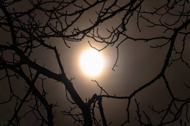 Geceleri yaprakları olmayan bir ağacın dallarının arkasındaki parlak ay.