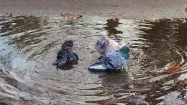 Pigeon birds bathe in a puddle of clear water after rain