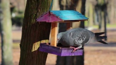 Güvercin (Columba) ve serçe güneşli bir günde kuş yemliğinde yemek yerler. Seçici odaklı bulanık arkaplan. Telefoto lensi ile çekilmiş.