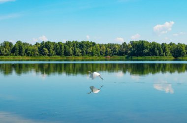 Great white heron in flight. A bird flies over the Dnieper river on a summer sunny day
