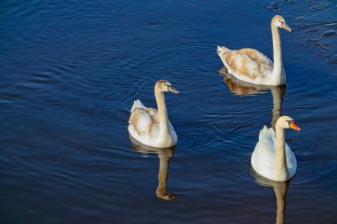 Three swans on the surface of the water close-up on a sunny winter day. Top view