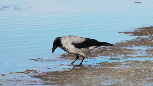 Crow Gets Food River Bank Bird Walks Pecks Ice Search — Stockvideo