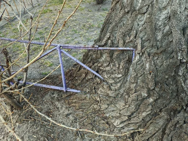 Zaun Des Eisenzauns Ist Den Stamm Eines Alten Baumes Gewachsen — Stockfoto