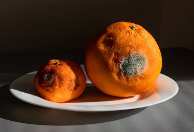 Portakallı ve mandalinalı kokuşmuş narenciye tabağı yakın plan. Bozuk meyve küfü
