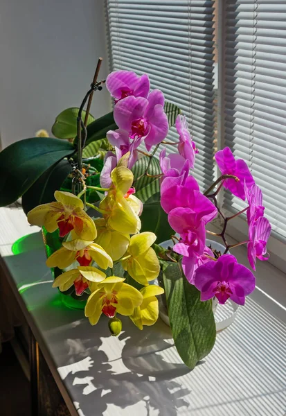 Fiori Orchidea Gialla Viola Sul Davanzale Della Finestra Nella Stanza — Foto Stock