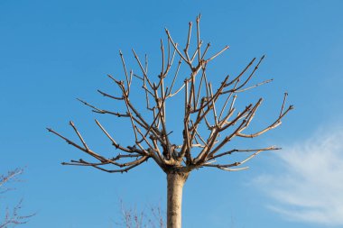 Budanmış dalları olan genç bir ağaç, budanan bir bahçe ağacı, dal düzeni.