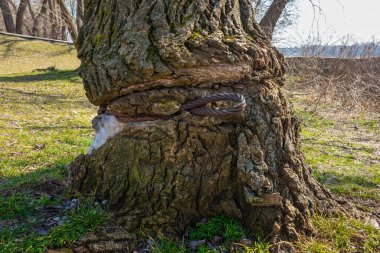 Bir ağacın etrafına demir bir kablo bağlanır ve ağacın kabuğunu kazar. Ağaçta büyümüş demir bir tel. Çevre ve sosyal konular kavramı