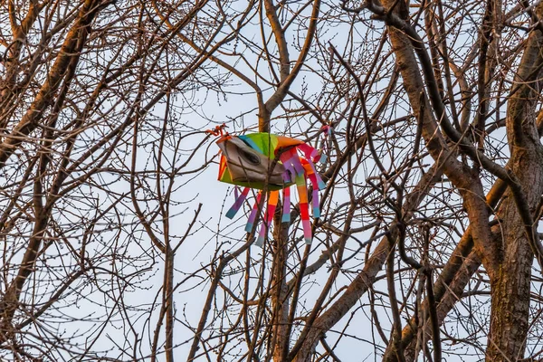 Drachen Verhedderte Sich Den Ästen Eines Baumes Umweltverschmutzung — Stockfoto