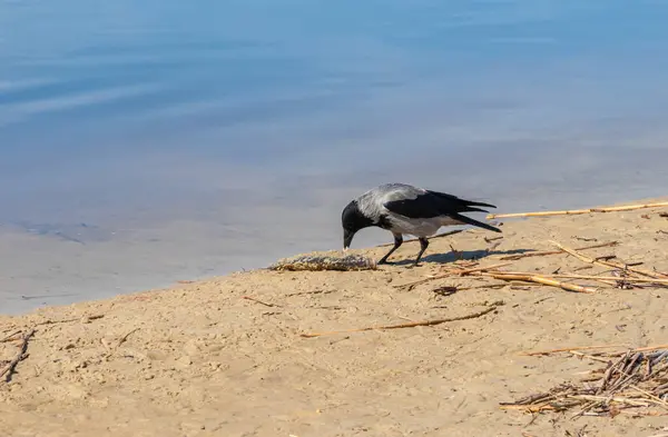 カラスは水の近くの海岸で大きな魚を食べる 鳥は野生で死んだ魚を狩る 自然の食物連鎖 — ストック写真