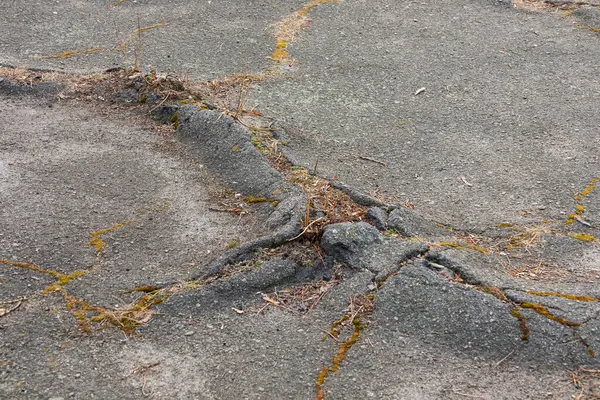 木の根 舗装や亀裂表面を持つ道路によって損傷アスファルト — ストック写真