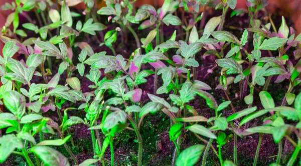 Domates tohumları, yapay fitilli ışıklandırmanın altında. Açık araziye ekmeden önce sera koşullarında bitki yetiştirmek