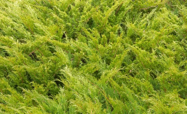 Dense Thickets Green Vegetation Juniper Natural Background Stock Image