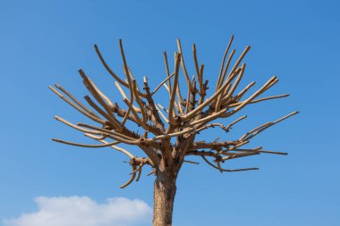 Yapraksız budanmış dalları ve budanmış bahçe ağaçları olan genç bir ağaç.