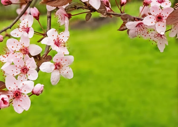 Цветы Белые Розовым Ветке Дерева Крупным Планом Весна Природы Свободное — стоковое фото