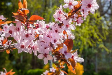 Ağaç dalında pembe çiçekler. Güneşli bir günde bahçede bahar çiçek açar. Yumuşak seçici odak
