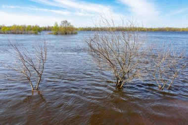 Bahar seli sırasında nehir kıyısındaki ağaçlar suyla doldu.