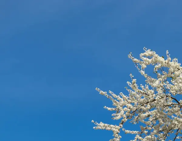 stock image Spring flowering tree with blue sky as a natural background on a sunny day without clouds