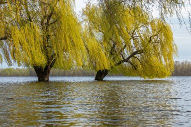 Suda ağaçlar duruyor. Sel sırasında nehir kıyısında büyük söğüt ağaçları.