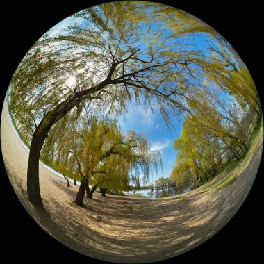 Nehir kıyısında bahar, söğüt ağaçları. Fisheye dairesel fotoğraf, ultra geniş açı.