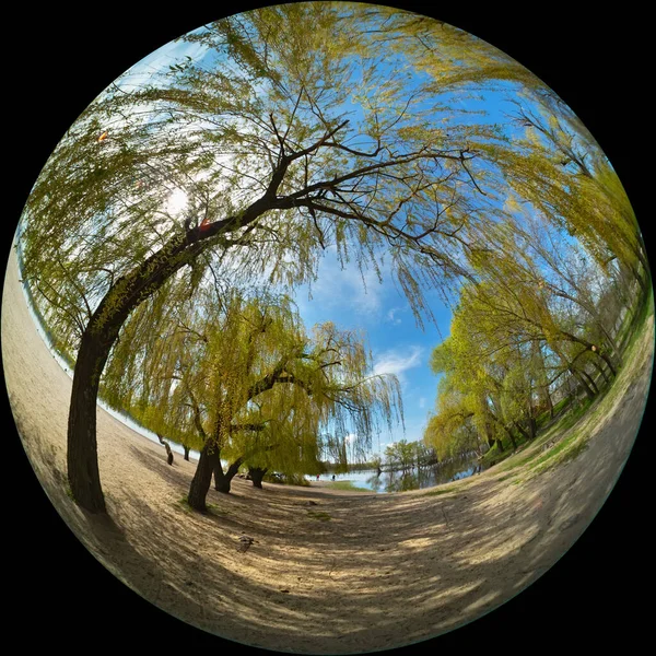 Våren Flodstranden Pilträd Fisheye Cirkelfoto Ultra Vidvinkel — Stockfoto