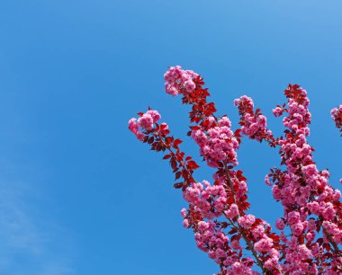 Mavi gökyüzüne karşı yemyeşil pembe çiçekleri olan Sakura ağaç dalları