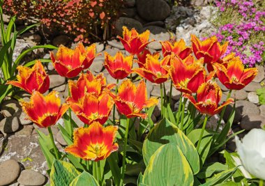 Davenport Tulipa Davenport 'un kırmızı-sarı lale çiçekleri güneşli bir günde çiçek tarhında çeşitlenir.