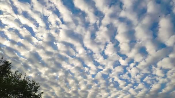 Хвилі Білих Хмар Фоні Блакитного Неба Алокумулююча Хмара Unulatus — стокове відео
