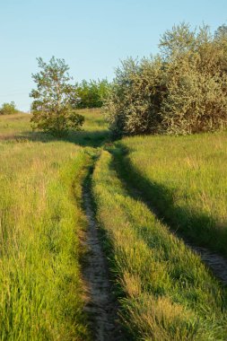 Güneşli bir yaz gününde, uzun otlar ve ağaçlarla dolu kırsal bölgede eski toprak yol.