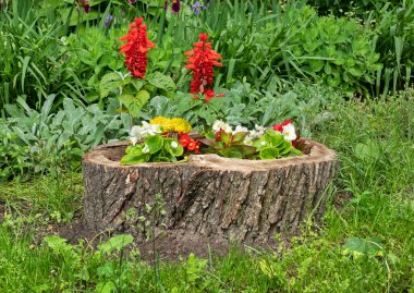 Yazın bahçedeki yaşlı bir ağacın kütüğünde doğaçlama bir çiçek bahçesi.