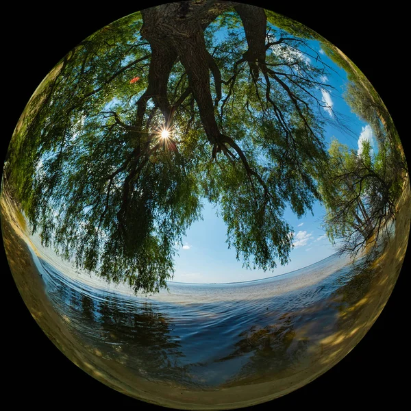 Willow Tree Sandy Shore Sunny Summer Day Photo Wide Angle — Stock Photo, Image