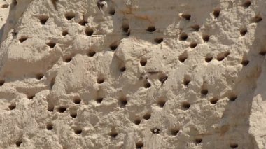 Güneşli bir yaz gününde kumlu bir yamaçta kum kuşları için yuva yapmak.