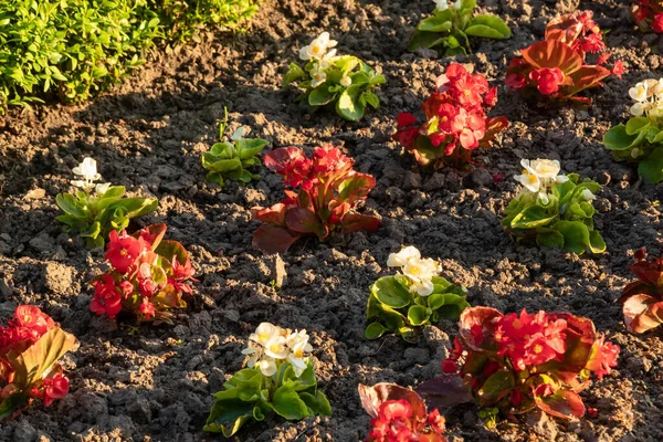 Flower seedlings are planted in a flower bed, white and red flowers in the light of the setting sun close-up