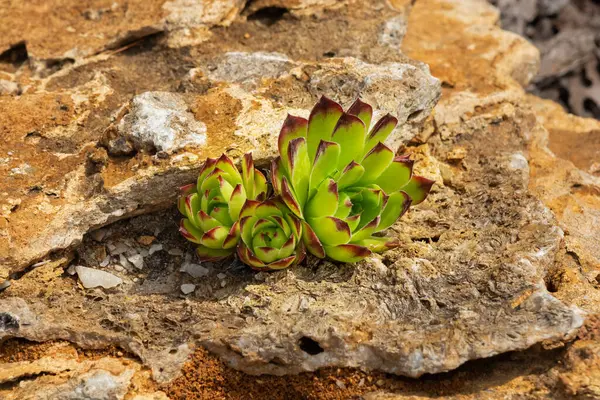 Bir taşın üzerinde yetişen bitki bahçesi sulu (Sempervivum)