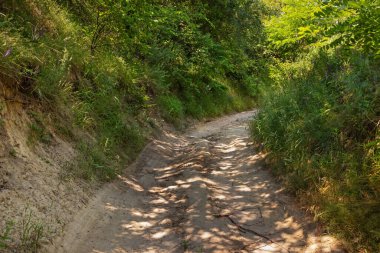 Yazın güneşli bir günde, ormanın kırsal kesimlerinde toprak yol.