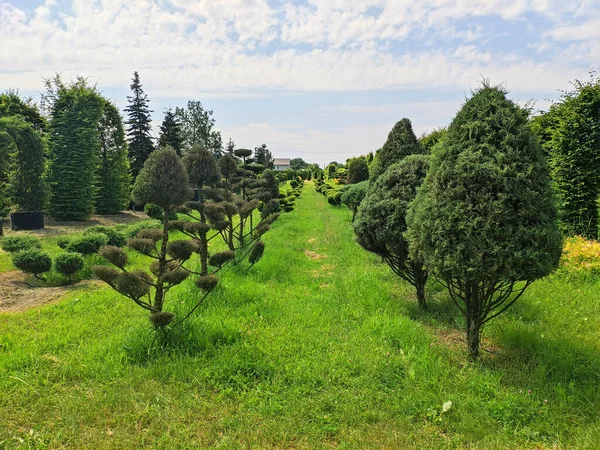 Dekorativní Stromy Sazenice Mladých Keřů Zahradním Centru Letní Den — Stock fotografie