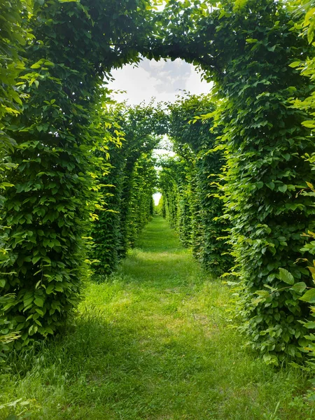 Arcs Verts Ruelle Avec Herbe Dans Jardin Jour Été — Photo