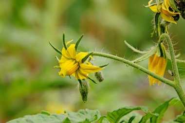 Çalı üzerinde domates çiçeklerinin yakın çekimi. Çiçek açan bitki Solanum lycopersicum